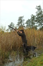 Female hunter aiming at flying mallard (Anas platyrhynchos) on the bank of a body of water during a