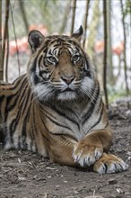 Bengal tiger, Royal Bengal tiger (Panthera tigris tigris), Heidelberg Zoo, Baden-Wuerttemberg,