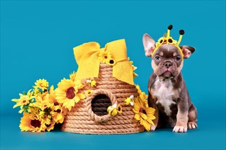 Cute tan French Bulldog dog puppy with bee costume antlers sitting next to beehive and sunflowers
