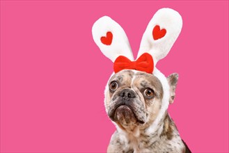 Funny merle French Bulldog dog wearing Easter bunny ear headband with hearts on pink background
