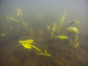 Yellow water-lilies (Nuphar lutea), water, Lower Austria