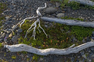Living and dead flora at Lago Grey, Torres del Paine National Park, Parque Nacional Torres del