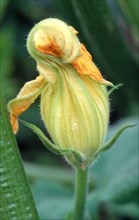 Close-up of a courgette flower in shades of green with yellow accents, surrounded by leaves
