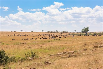 Herd with African buffalo on the savanna in east africa, Maasai Mara, Kenya, Africa
