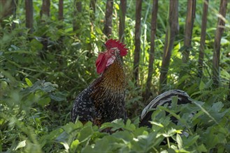 Crowing cock (Gallus) in the undergrowth, Mecklenburg-Western Pomerania, Germany, Europe