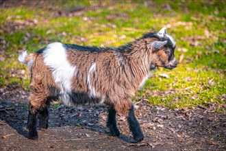 Small goat (Capra) with different coat colours in its enclosure, Leuna, Saxony-Anhalt, Germany,