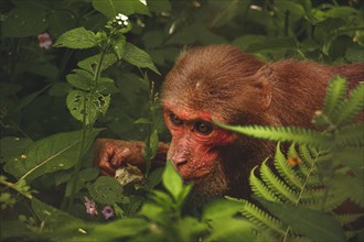 A monkey peeks through dense green leaves, displaying curiosity and alertness