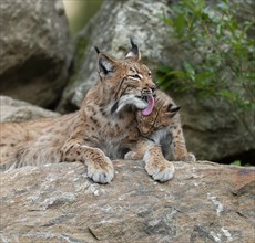 Eurasian lynx (Lynx lynx) female, mother and young on a rock, captive, Germany, Europe