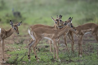 Black Heeler Antelope or Impala (Aepyceros melampus) herd with young, nursery, Madikwe Game