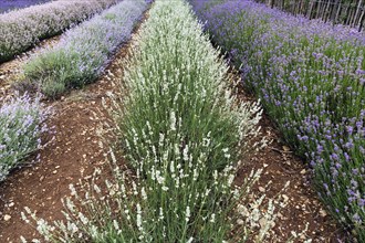 Lavender (Lavandula), blue and white, lavender field on a farm, Cotswolds Lavender, Snowshill,