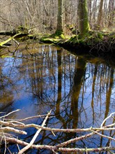 Swamp landscape in the forest, reflection, North Rhine-Westphalia, Germany, Europe