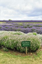 Sign with inscription distillery, lavender (Lavandula), blue and white, lavender field on a farm,