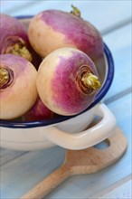 Purple turnip in pot with knife, Brassica rapa