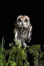 Short-eared owl (Asio flammeus), adult, at night, perch, Great Britain