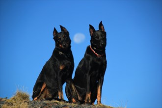 A pair of Doberman Pinscher dogs pose under a clear blue sky, Amazing Dogs in the Nature