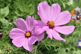 A pair of pink flowers (Cosmea bipinnata), Cosmea, with striking yellow centres against a green