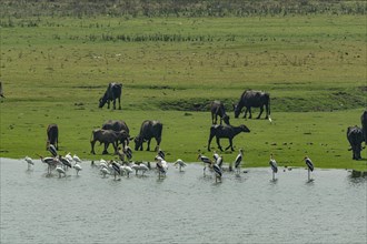 Birds and Buffalos on the Vadatalav lake, Unesco site Champaner-Pavagadh Archaeological Park,