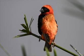 Southern red bishop (Euplectes orix), Irene, Gauteng, South Africa, Africa