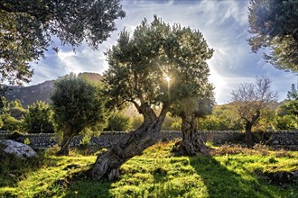 Warm sunset light filters through an olive tree next to a stone wall, Hiking tour from Estellences