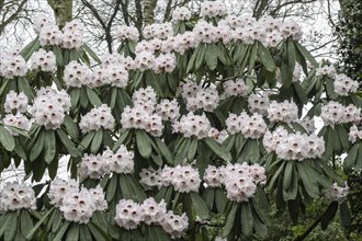 Rhododendron (Rhododendron sutchuenense Geraldii), Emsland, Lower Saxony, Germany, Europe