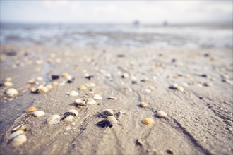 Shells in the wet sand, in the background the mudflats and the horizon, Schillig, Wangerland, North