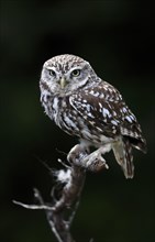 Little owl (Athene noctua), (Tyto alba), adult, perch, Lowick, Northumberland, England, Great