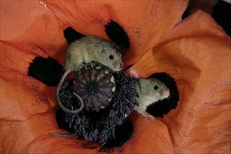 Dwarf mouse, (Micromys minutus), adult, two, pair, on bloom of common poppy, foraging, at night,