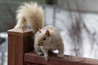 Nature, pale coloured squirrel (Sciurus), Province of Quebec, Canada, North America