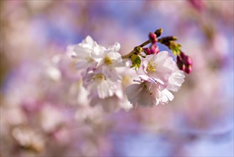 Delicate cherry blossoms in full bloom against a soft, blurred spring background, Prunus serrulata,