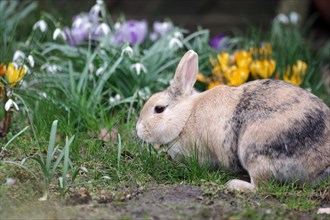 Rabbit (Oryctolagus cuniculus domestica), pet, garden, flowers, spring, Easter, A brown domestic