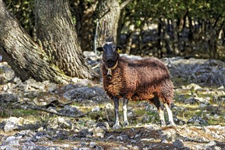 Brown wool sheep standing in a natural setting among trees, Hiking tour in Taix massiv, Mallorca