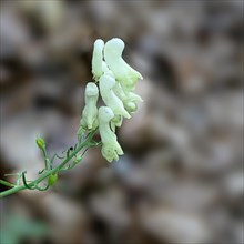A white flower in focus with a blurred natural background, conveys a peaceful mood Larkspur