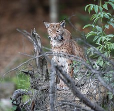 Eurasian lynx (Lynx lynx) sitting on a tree root and looking attentively, captive, Germany, Europe