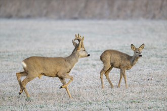 European roe deer (Capreolus capreolus), goat and buck walking in a meadow, Lower Austria, Austria,