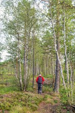 Woman hiking alone on a woodland trail on a peat bog with pine trees and birch trees in the summer