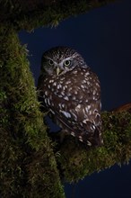 Little owl (Athene noctua), (Tyto alba), adult, on tree trunk, alert, Lowick, Northumberland,