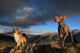 Two dogs enjoy a scenic view of the mountains during a dramatic sunrise or sunset, Amazing Dogs in