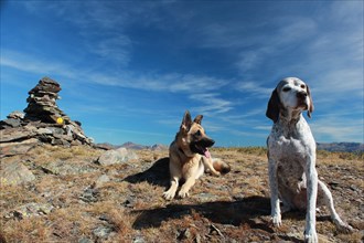 Two dogs resting on a mountain with a clear blue sky, Amazing Dogs in the Nature