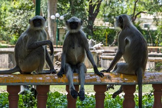 Monkeys in the Law Garden, Unesco site, Ahmedabad, Gujarat, India, Asia