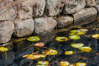 Lily pads and autumn leaves adrift near a stone wall, reflecting subtle textures on water, in South