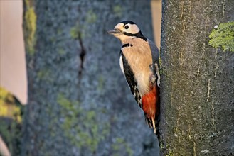 A woodpecker clings to the side of a tree, its red feathers contrasting with the green moss,