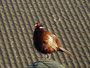 A pheasant with a bright red face looks into the distance from a roof, Hunting Pheasant (Phasianus