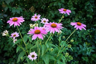 Pink echinacea flowers in full bloom with green foliage in the background Echinacea