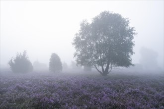 Heath landscape, flowering common heather (Calluna vulgaris), birch (Betula), morning mist,