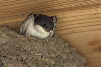 Swallow (Hirundinidae) in its nest, Medcklenburg-Vorpommern, Germany, Europe