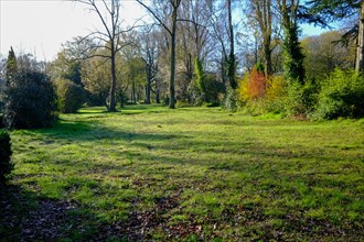 Peaceful park with fresh green trees and a clear meadow area