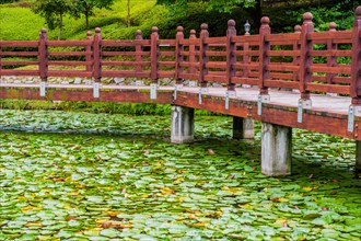 Wooden footbridge over a tranquil pond dotted with lily pads surrounded by greenery, in South Korea