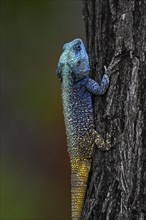 Blue-throated Agama (Acanthocercus atricollis), Madikwe Game Reserve, North West Province, South