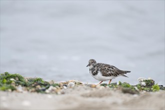 Ruddy turnstone (Arenaria interpres), searching for food on the beach in washed up green algae,