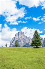 Spruce tree on a alp meadow below the Langkofel group mountains in the Doliomites, Val Gardena,